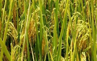 吉農(nóng)大593水稻品種的特性，中早熟品種