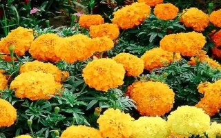萬(wàn)壽菊的形態(tài)特征，株高在150厘米左右