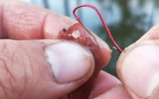 雞肝能不能釣魚，雞肝能釣魚