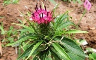白術(shù)種子的種植方法，播種時間為3月下旬至4月上旬