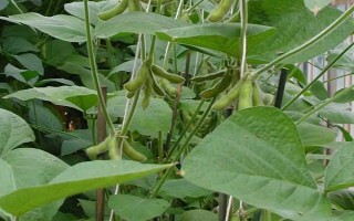北亞072大豆種子介紹，普通品種