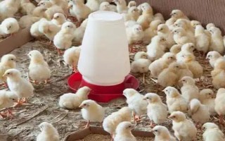 養(yǎng)殖戶對于飼料成本與飼養(yǎng)成本的誤區(qū)，飼料成本越低越好是一種錯誤的想法