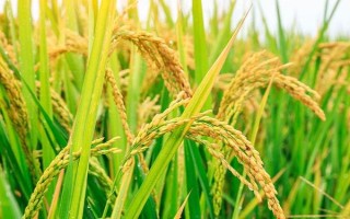 甬優(yōu)7053水稻品種簡介，每畝插0～2萬穴