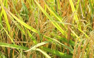 嘉興8號水稻種子介紹，全生育期108.3天