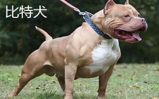 比特犬和藏獒的區(qū)別，咬合力不同