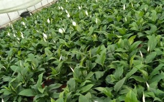 一帆風(fēng)順的澆水方法，每隔7-10天澆一次