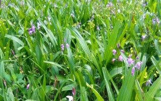 白芨的種類和種植方法，狹葉白芨以及紫花白芨