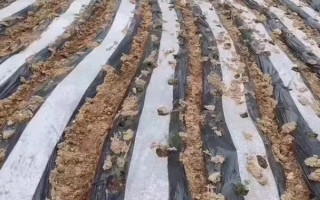 蒼術(shù)的栽培技術(shù)，用磷酸二胺做底肥為佳