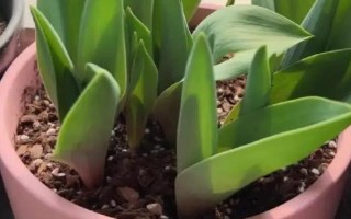 郁金香莖短花小的原因，可能是品種退化或受到遺傳基因的影響