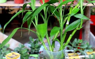 富貴竹屬于喜陰還是喜陽植物，適合生長在有散光的半陰處