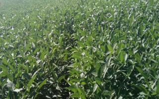 濉科998大豆種子特征特性，每畝種植密度高肥力地塊2萬株