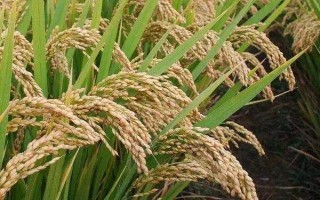 珍優(yōu)680水稻種子特點，特別注意防治白葉枯病
