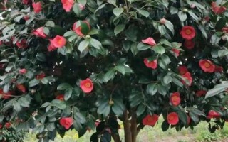 茶花根爛的原因，盆土、澆水、施肥不當(dāng)均會(huì)導(dǎo)致