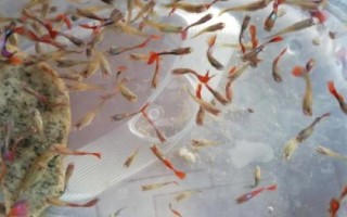 孔雀魚苗出生多久可以喂食，選擇一些容易消化的食物