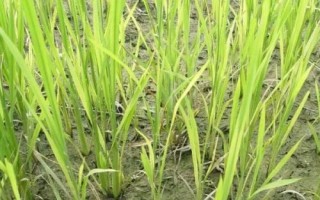 白粵絲苗水稻種子特點(diǎn)，感溫型常規(guī)稻品種