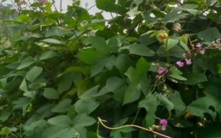 扁豆枯萎病介紹，發(fā)病時(shí)莖部會(huì)開裂