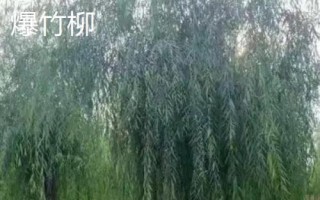 柳樹有哪些品種，包括旱柳、垂柳、白柳、爆竹柳等種類
