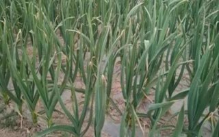 種植大蒜怎么進行水肥管理，施肥原則為基肥為主、追肥為輔