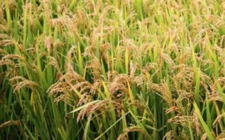吉農(nóng)大777水稻品種簡(jiǎn)介，生育期141天