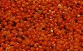 重樓種子怎么浸泡催芽，使用溫水浸泡催芽