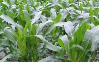 成單719玉米品種的特性，確保密度