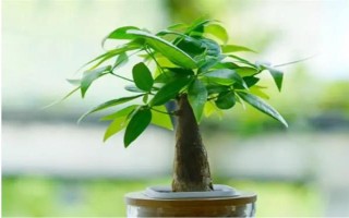 發(fā)財樹使用多少粒復(fù)合肥，株高1米可使用5-8粒