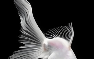 金魚的魚鰭數(shù)量，分為尾鰭、臀鰭、背鰭、腹鰭、胸鰭這5個