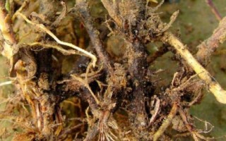 花生莖腐病的癥狀，初期根莖部出現(xiàn)顏色為黃褐色的病斑