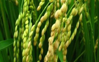 荃9優(yōu)106水稻品種簡(jiǎn)介，每畝5萬(wàn)穴