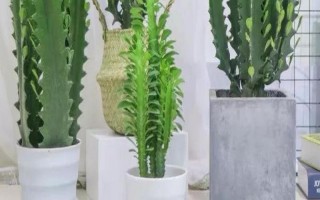 擺放龍骨花的禁忌，臥室、陰涼處、財(cái)神位都不能擺放