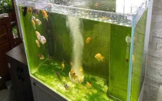 魚入缸幾天放硝化細(xì)菌，先養(yǎng)水再放魚