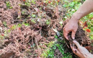 魚腥草怎么種植，按照20厘米的間距定植根莖