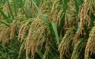 兩優(yōu)8857水稻種子特征特性，秈型兩系雜交水稻品種