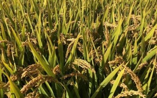 群優(yōu)519水稻種子簡介，注意防治稻瘟病