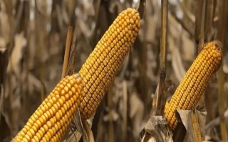 凱育8玉米種子特征特性，適宜播期為6月26日之前