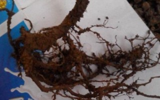 茶花根爛的原因，盆土、澆水、施肥不當(dāng)均會(huì)導(dǎo)致