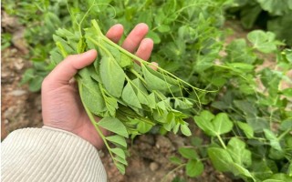 怎么種豌豆苗，9月份到次年的2月份都可種植