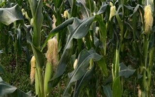 齊單838玉米種子特征特性，適宜密度為每畝4500株左右