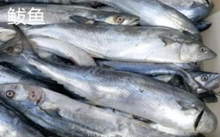 鲅魚和青魚的區(qū)別，科屬分類、形態(tài)特征、棲息環(huán)境均不同