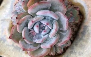 多肉植物景天科擬石蓮花屬有哪些，常見(jiàn)以下9種