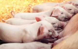 仔豬不好好吃奶的原因，母豬泌乳不足會(huì)導(dǎo)致