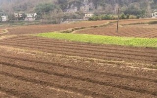 茄子的種植方法，選擇適應(yīng)當(dāng)?shù)胤N植的品種