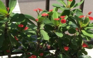 如何盆栽虎刺梅，一年四季都需要充足的光照