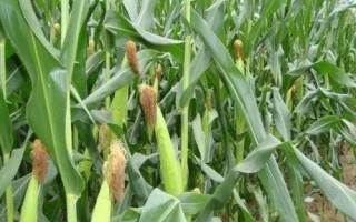華西948玉米品種簡介，及時防治玉米螟