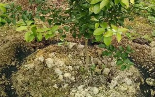 柑橘炭疽病怎么防治，定期噴施苯甲嘧菌酯等藥物