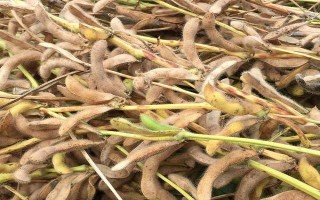 吉大豆1號大豆品種簡介，中抗大豆灰斑病