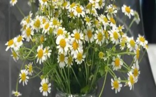 小雛菊鮮花的養(yǎng)護方法，每天接受5-6小時的散射光照