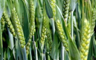 新春33號小麥種子特點，選用中等以上肥力