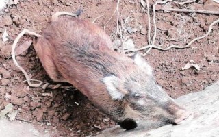 野豬害怕的東西和驅(qū)趕方法，害怕其它猛獸和強光