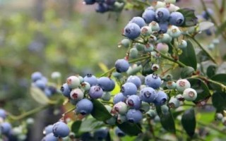藍莓的種植氣候條件，一天需要6-16小時左右的光照